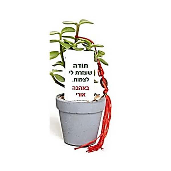 עציצי-בטון-7-ממותג
